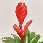 Зображення товару Врієзія мікс в кер., артикул: 33386