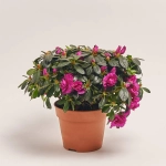 Зображення товару Азалія мікс, артикул: 35258