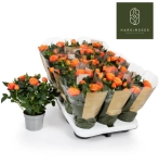 Зображення товару Троянда Кордана Гранде Бенгалі, артикул: 47992