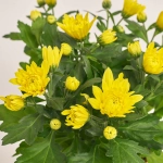 Зображення товару Хризантема Крістал жовта, артикул: 52841