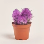 Зображення товару Кактус Рейнбов, артикул: 5912