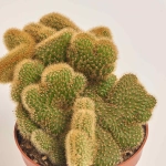 Зображення товару Кактус мікс, артикул: 46255