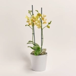 Зображення товару Фаленопсис мультифлора 2ст. мікс в кер., артикул: 53068