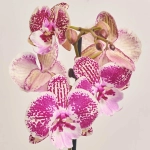 Зображення товару Фаленопсис 1ст. мікс, артикул: 21044