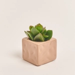 Зображення товару Сукулент мікс в кер., артикул: 22213