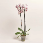 Зображення товару Фаленопсис 2ст. мікс, артикул: 19290