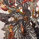 Зображення товару Бегонія Макулата Спотл Дарк, артикул: 55244