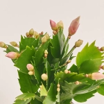 Зображення товару Шлюмбергера мікс, артикул: 25357