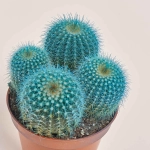 Зображення товару Кактус Рейнбов, артикул: 4792