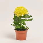 Зображення товару Хризантема Супернова мікс, артикул: 26451