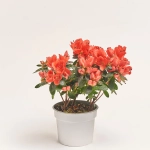 Зображення товару Азалія мікс, артикул: 57113