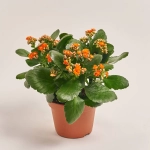 Зображення товару Каланхоє мікс, артикул: 18511