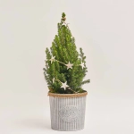 Зображення товару Ялина Магніфік у метал. відрі, артикул: 53600