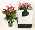 Зображення товару Антуріум Мелодія Ібіс, артикул: 56036