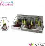 Зображення товару Амариліс "Класік Формз" у воску, артикул: 53630