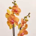 Зображення товару Фаленопсис 2ст. мікс, артикул: 18519