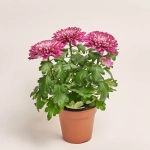 Зображення товару Хризантема Зембла мікс Decorum, артикул: 50649