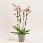 Зображення товару Фаленопсис "Ротердам" 3ст., артикул: 51626