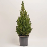 Зображення товару Ялина Коніка, артикул: 53879