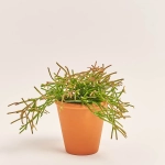 Зображення товару Рипсаліс мікс у глин. горщику, артикул: 51627