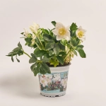 Зображення товару Хелеборус Нігер Джеско, артикул: 53303