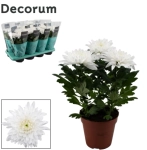 Зображення товару Хризантема Зембла Decorum, артикул: 46358