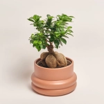 Зображення товару Фікус мікрокарпа Гінсенг в кер., артикул: 29146