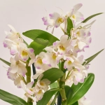 Зображення товару Дендробіум Куміко 2ст., артикул: 19262