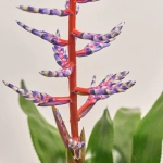 Зображення товару Ехмея Блу Рейн, артикул: 3641