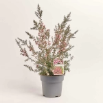 Зображення товару Лептоспермум Скопаріум, артикул: 35837