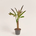 Зображення товару Кодіум Мікс, артикул: 52078