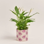 Зображення товару Спатифіллум Белліні в кер., артикул: 26369