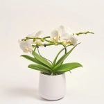 Зображення товару Фаленопсис "Діоро" 2ст. в кер., артикул: 56341