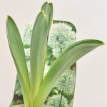 Зображення товару Алліум мікс, артикул: 57096