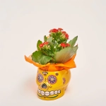 Зображення товару Каланхоє "Хелловін" мікс в кер., артикул: 52613