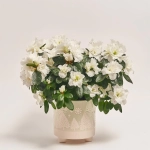 Зображення товару Азалія та Кашпо Новорічне Сет 516, артикул: 54601